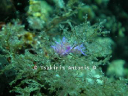 a type of underwater slug .. by Antonis Tsakiris 